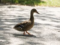 Taviathevix or Baby_tav