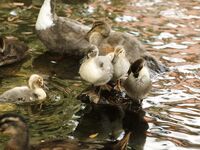 Taviathevix or Baby_tav