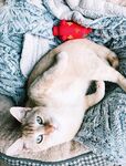 Sofia - Photo Album